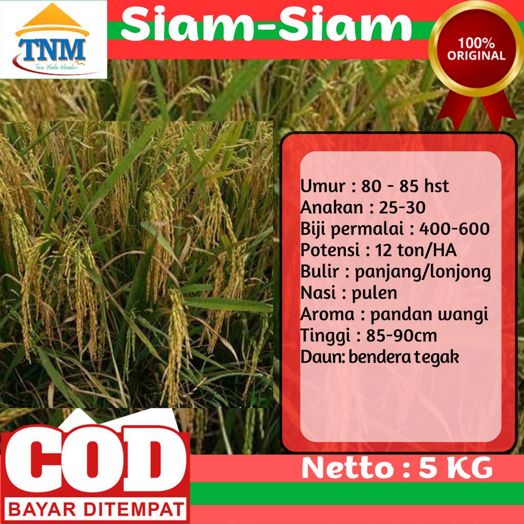 Biji Padi Unggul Siam-Siam 5KG