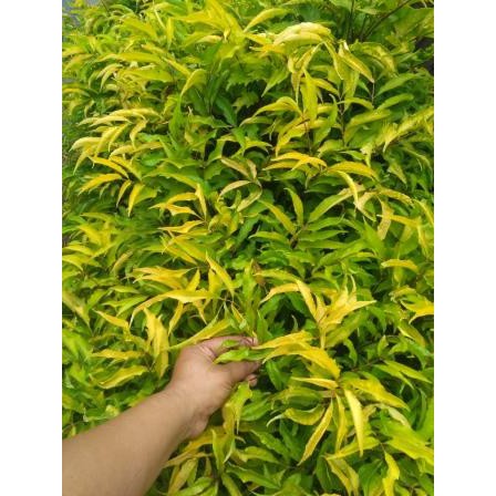 

Daun Cakla Cikli/Cakra Cikri (Polyscias filicifolia) 500 Gram