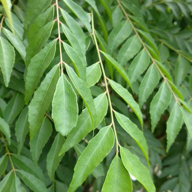 

Daun Kari / Salm Koja Fresh Paketan