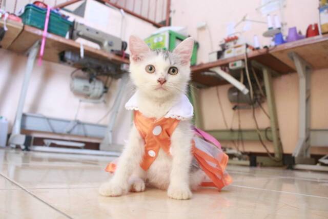 Baju kucing lucu model dress orange untuk kucing dan anjing / baju kucing terlaris size S M L XL