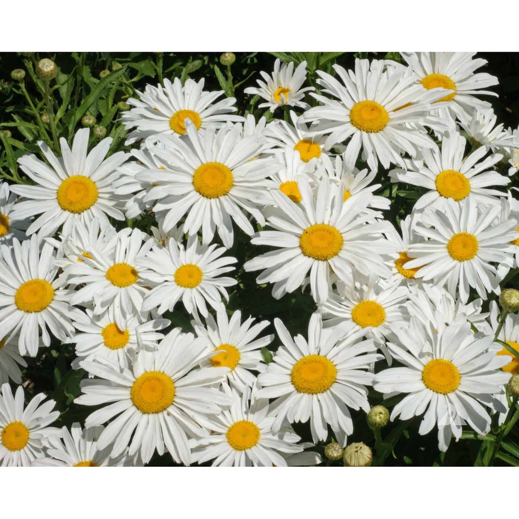 Benih Bibit Biji - Bunga Chrysanthemum Shasta Daisy Krisan Flower Seeds - IMPORT