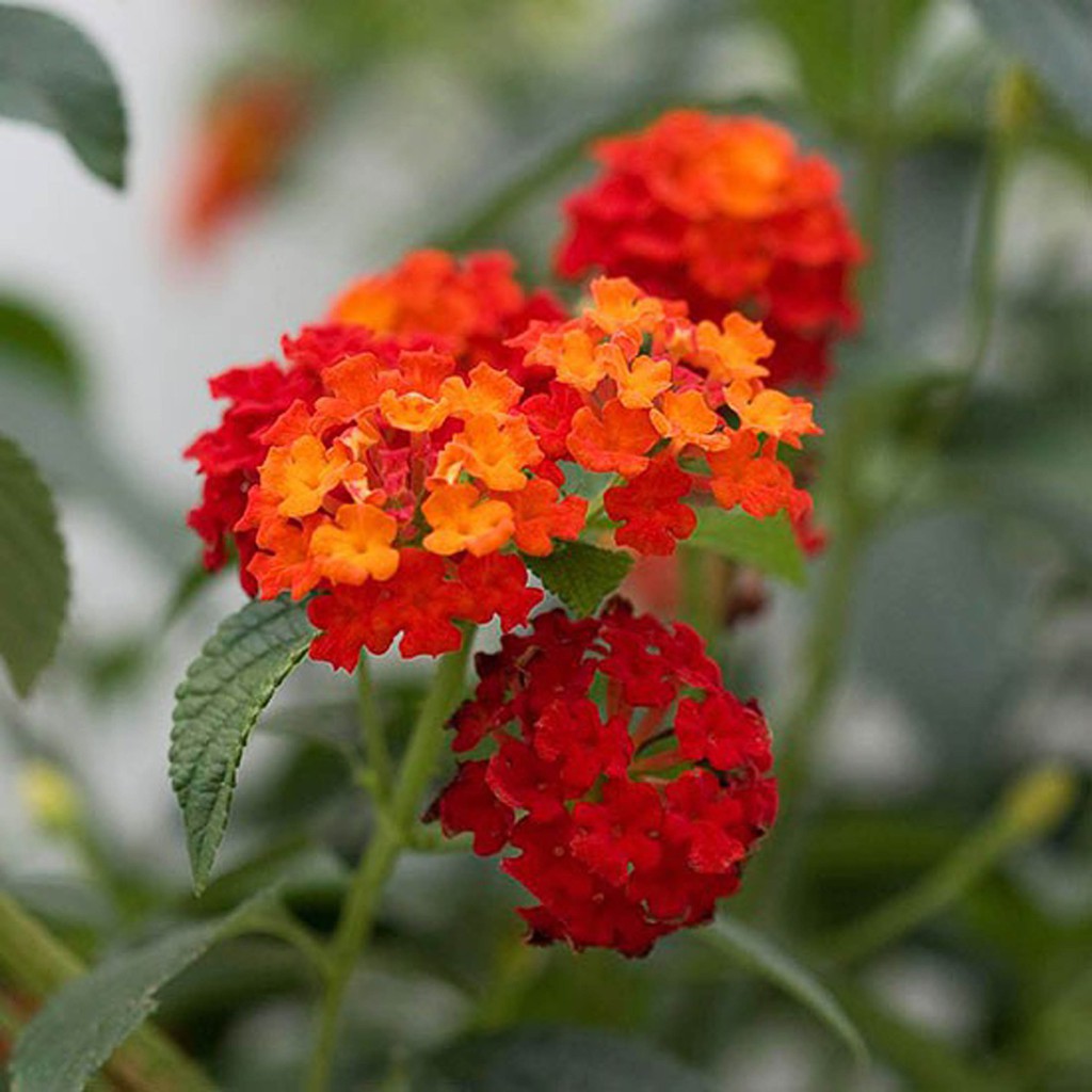 Biji Bunga Lantana Merah - Bibit Tamanan Pohon Bunga Lantana Merah - Lantana Merah - Lantana - COD