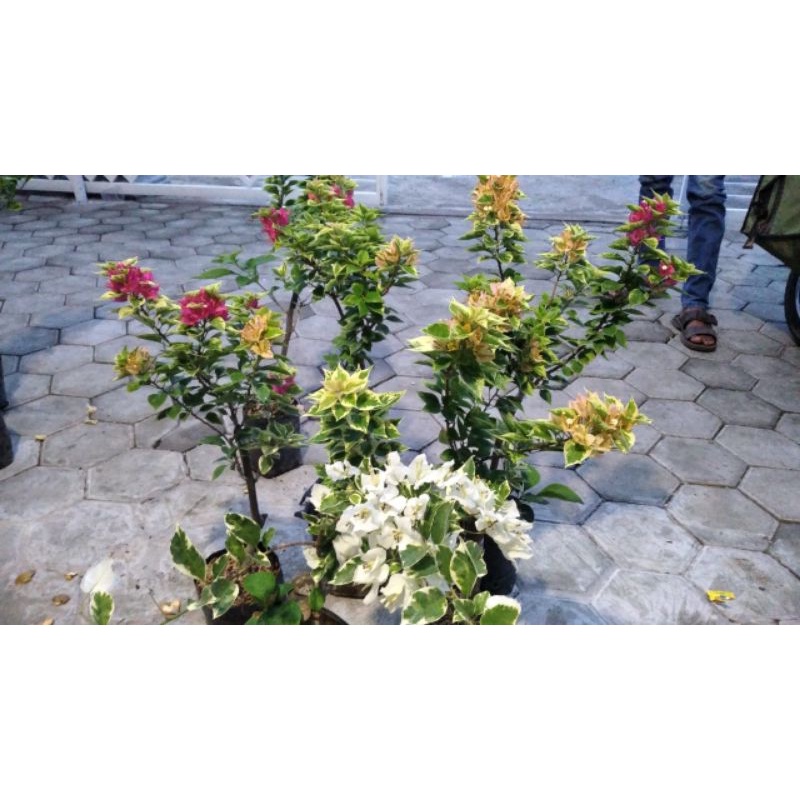 bougenville 3 warna random  batang besar varigata termurah