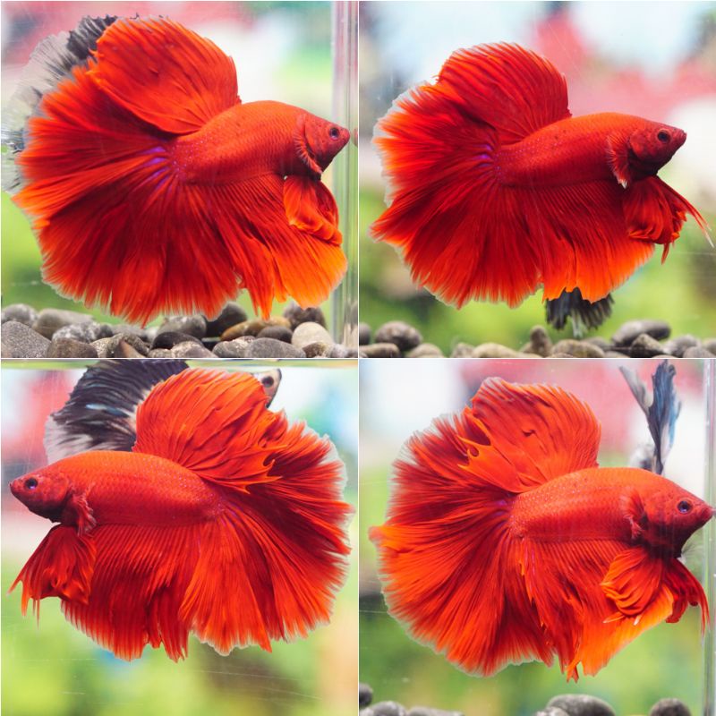 IKAN CUPANG BETTA HIAS HALFMOON ROSETAIL SUPER RED BANJILABETTA