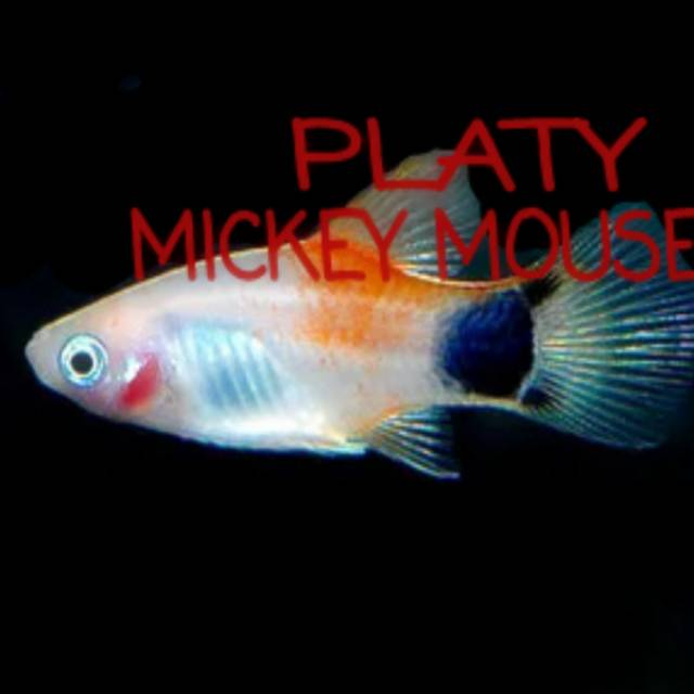 PLATY MICKEY MOUSE