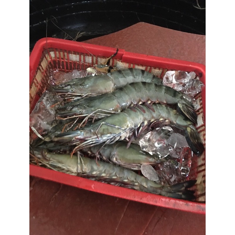 

Udang Pancet / Udang Windu / Black Tiger Segar/Fresh Murah Terjamin
