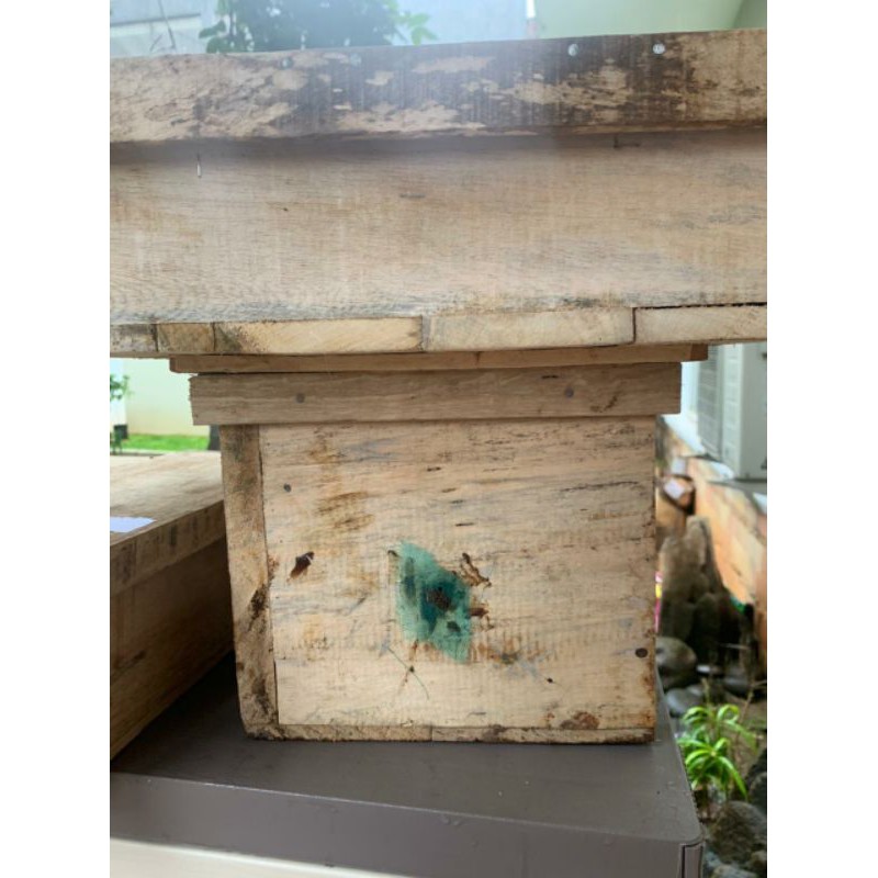 Trigona Itama Budidaya