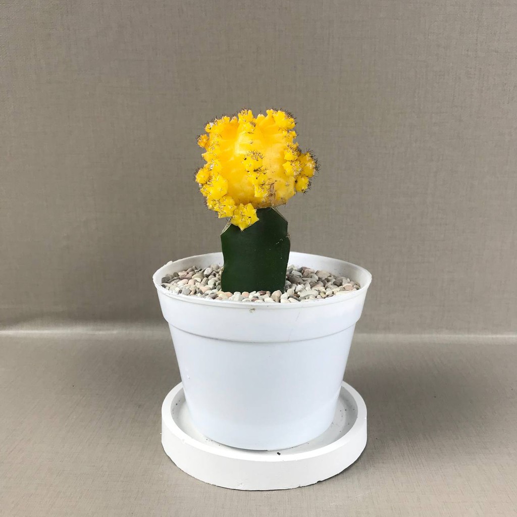 Gymno Import Korea (Moon Cactus) (Free pot Putih + Batu Warna+ Tatakan pot)) Tanaman Hias Hidup