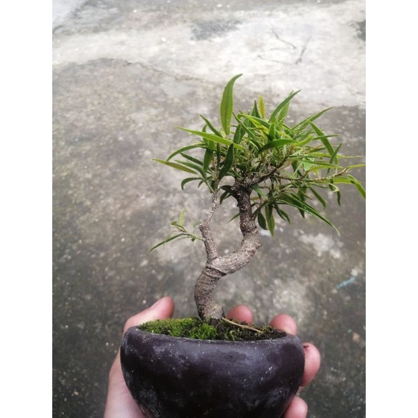 bonsai mame beringin california + pot