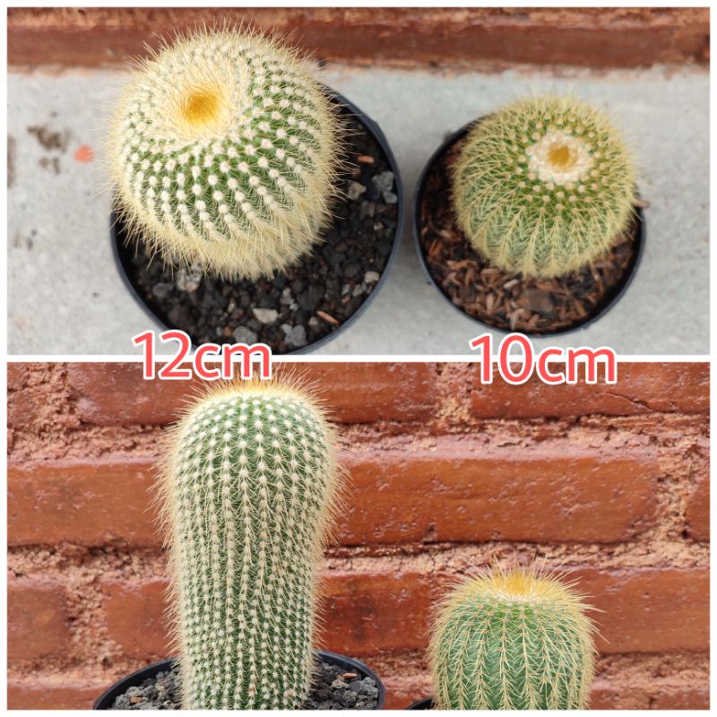 Notocactus Leninghausi Ownroot | D 10cm | Kaktus