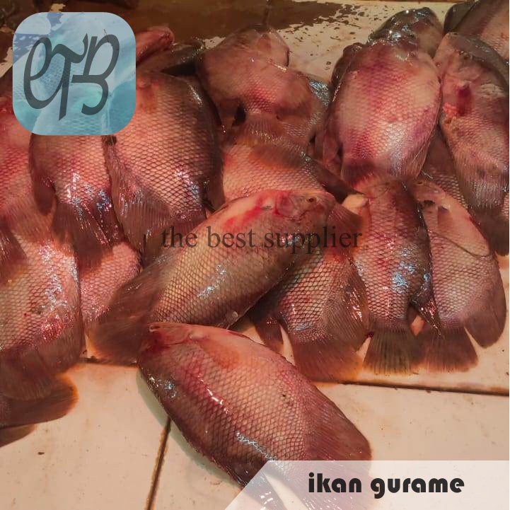

Ikan Gurame Segar