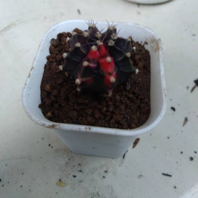 Tanaman hias gymno black pearl variegated