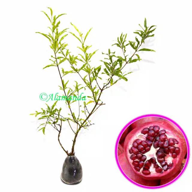 Tanaman buah delima merah