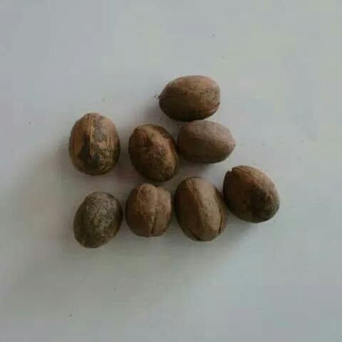 

100 G GR GRAM BA DOU REN CROTON SEED SEEDS FRUCTUS CROTONIS