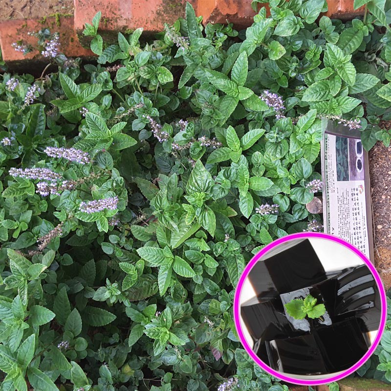 Tanaman Janggelan Cincau Hitam