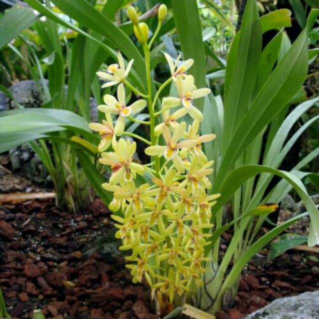 CYMBIDIUM CHLORANTHUM clorantum klorantum simbidium
