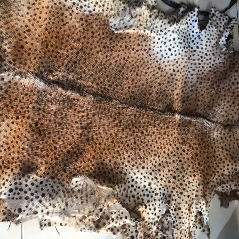 kulit kambing bulu chitah