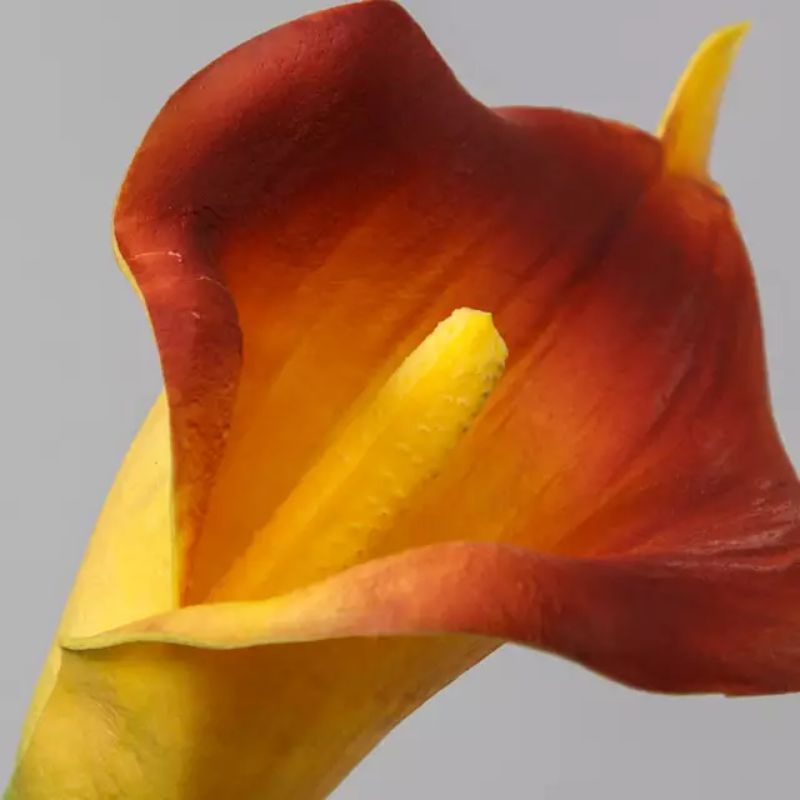 bunga calla lily jumbo premium