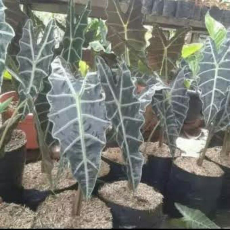 tanaman hias keladi tengkorak amazon-caladium amazon-pohon keladi tengkorak-kladi tengkorak