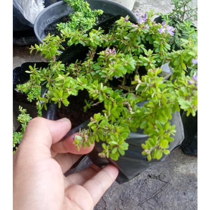 Saeng Simbur Supermikro Thailand