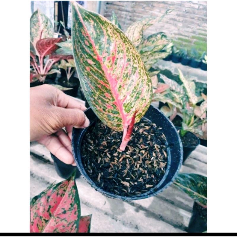 Bibit tanam aglonema wulandari