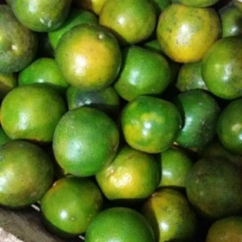 

jeruk pontianak c 20kg