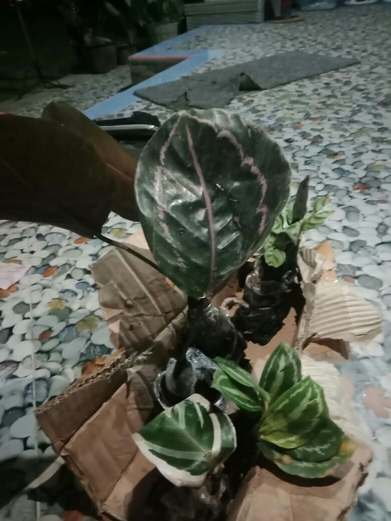 Paket Murah 5 Jenis Calathea Tanaman Hias Terlaris
