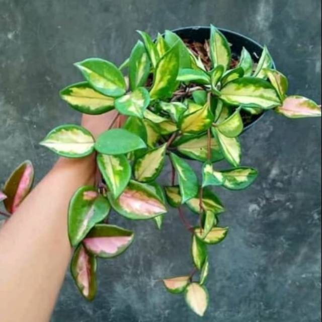 Tanaman hias hoya kornosa - Tanaman gantung hoya kornosa