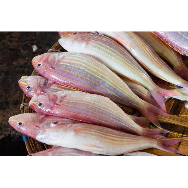 

ikan terisi/kurisi segar berkualitas - 1 kilogram