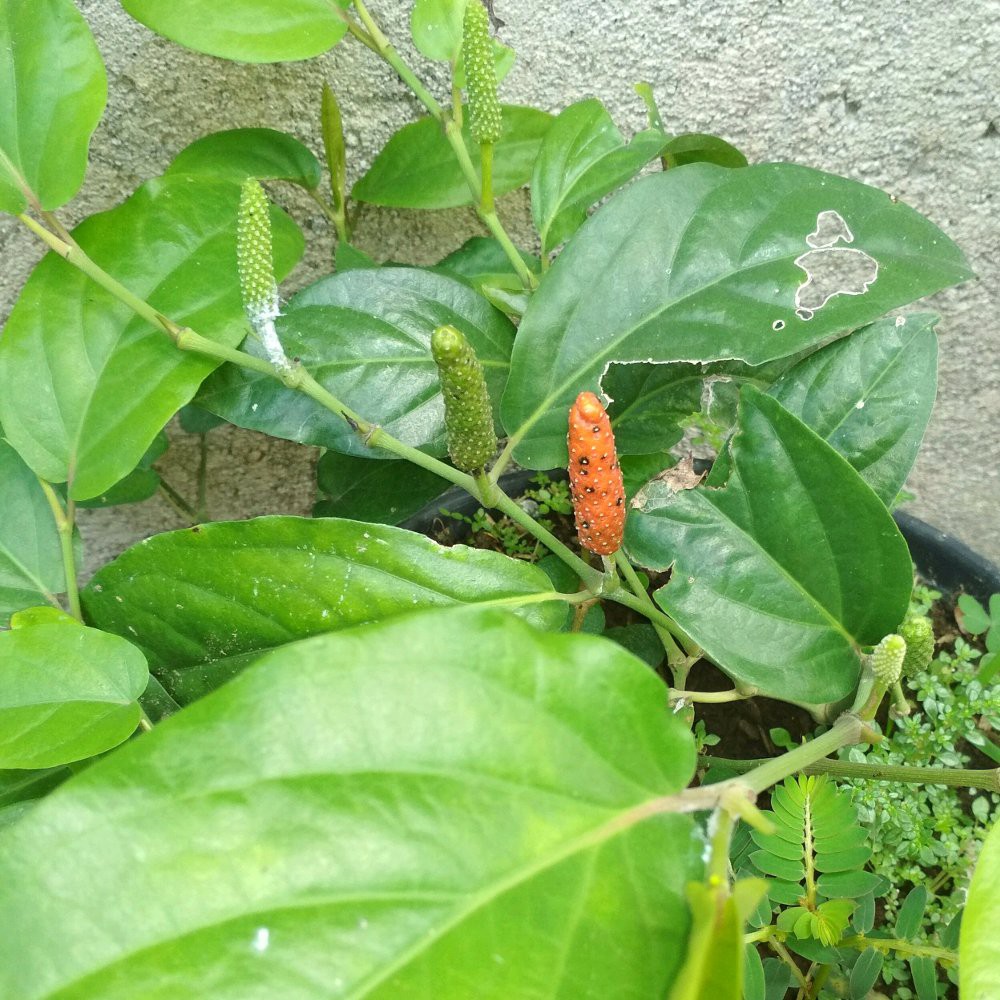 Tanaman Cabe Jawa Shopee Indonesia