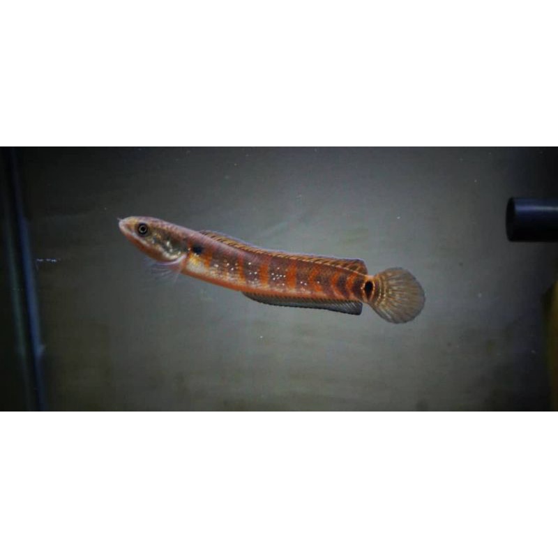 Chana Asiatica RS stripe 3-5cm