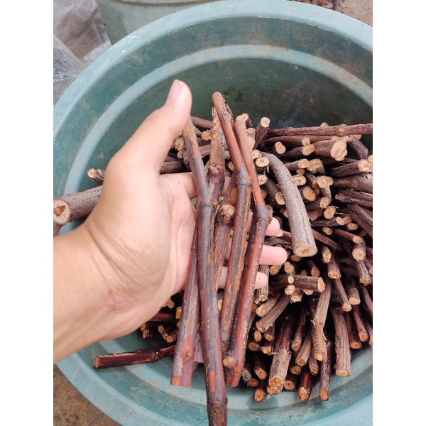 cutting anggur lokal Isabella uk spidol warna isi 25-30 siap tancap atau grafting MURAH