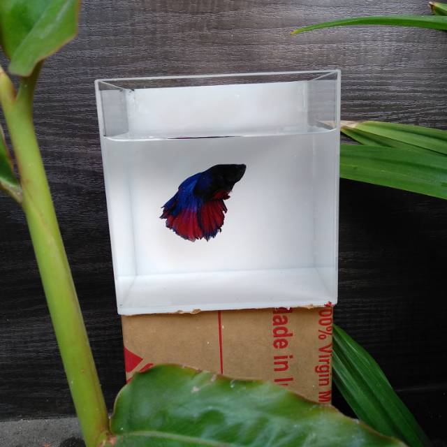 Aquarium mini cupang akrilik... putih