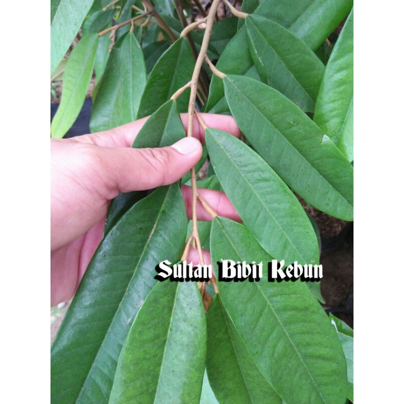 Entres Durian Pelangi