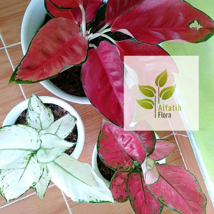 paket 3 aglonema red anjamani,super white,suksom