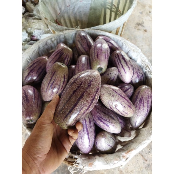 

buah pepino