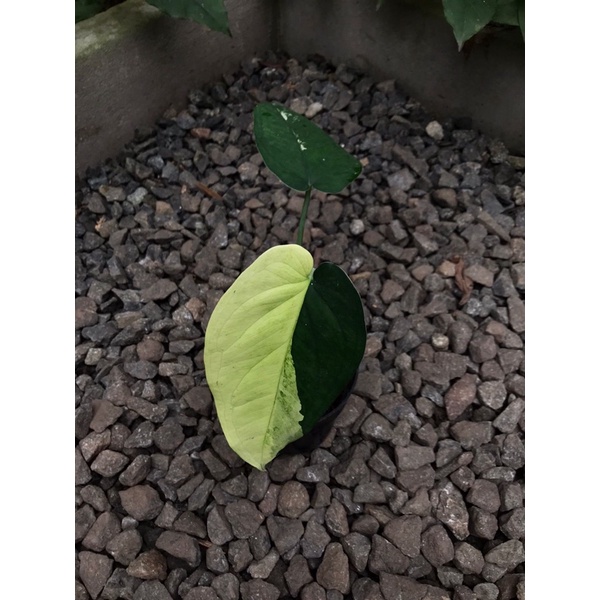 Syngonium chiapense variegata