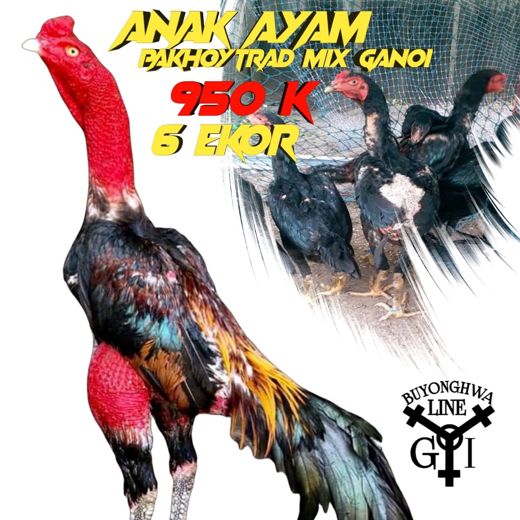 anak ayam pakhoytrad asli mix ganoi line 6 ekor usia 4 bulan