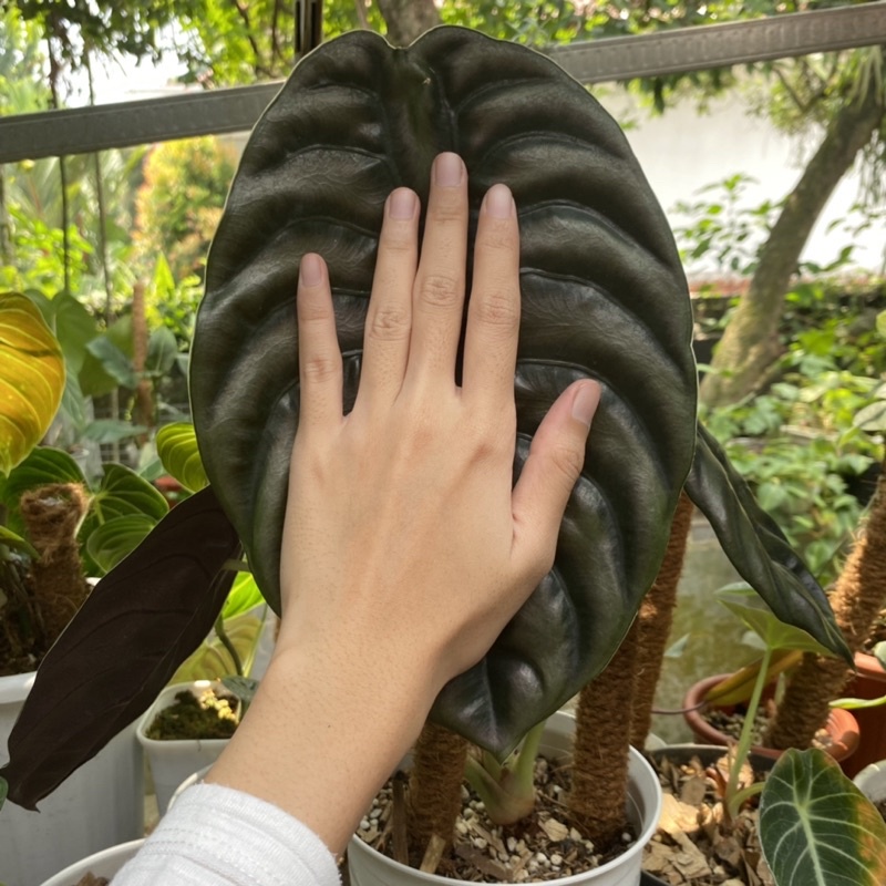 Alocasia Cuprea Daun Besar Tanaman