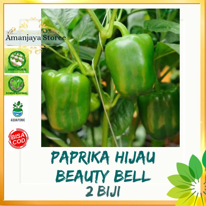 2 biji Benih PAPRIKA HIJAU Beauty Bell