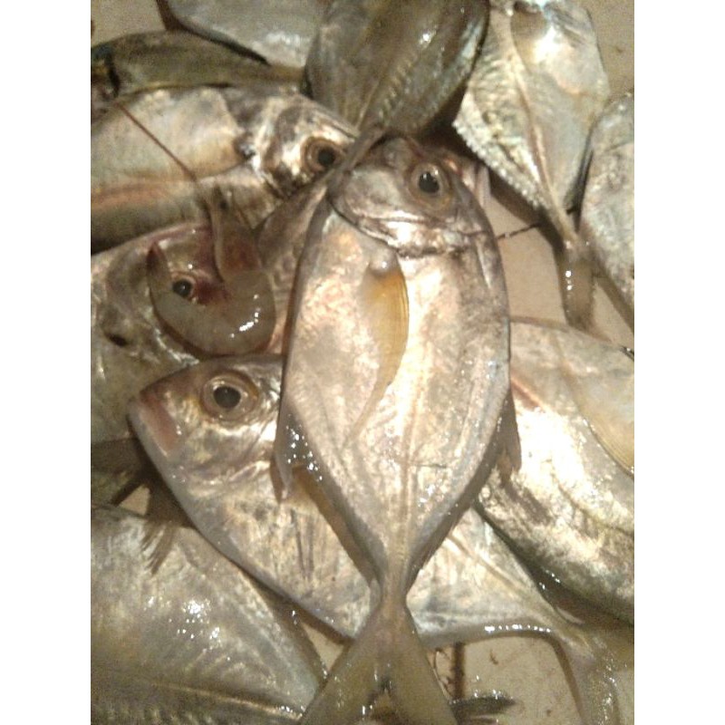 

IKAN KUWE - 1 KG