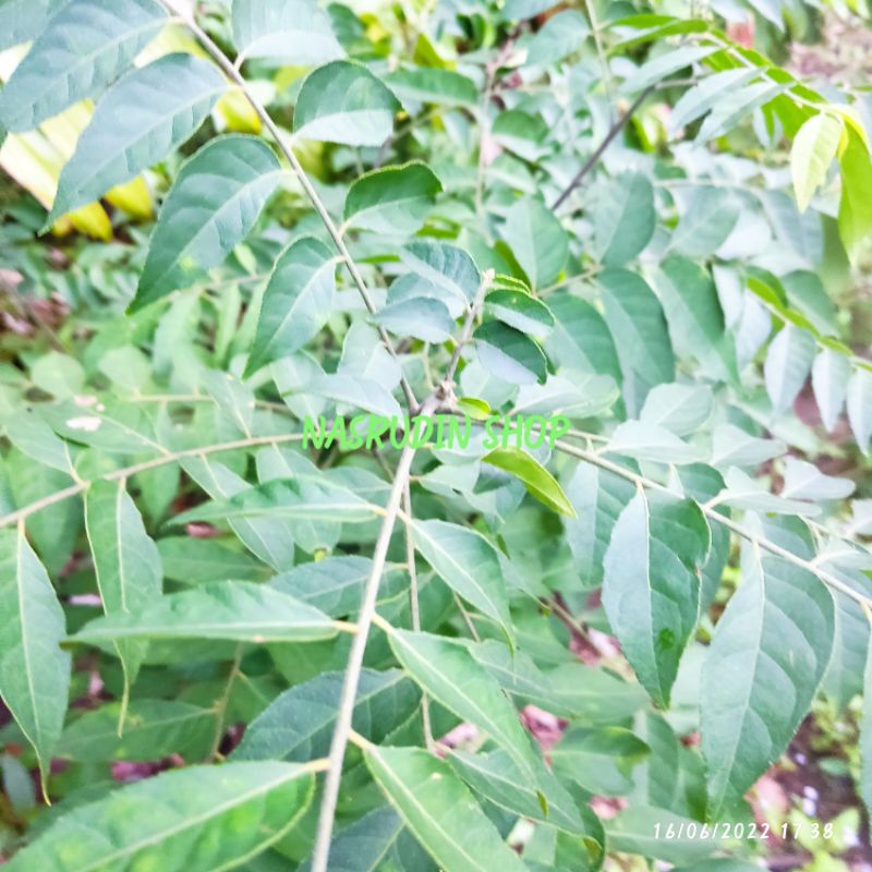 

DAUN SALAM KOJA SEGAR / DAUN KARI / MURRAYA KOENIGII / DAUN MIMBA MANIS / LANGSUNG PETIK / PROMO / TERMYRAH / TERLARIS / GRATIS / DISKON