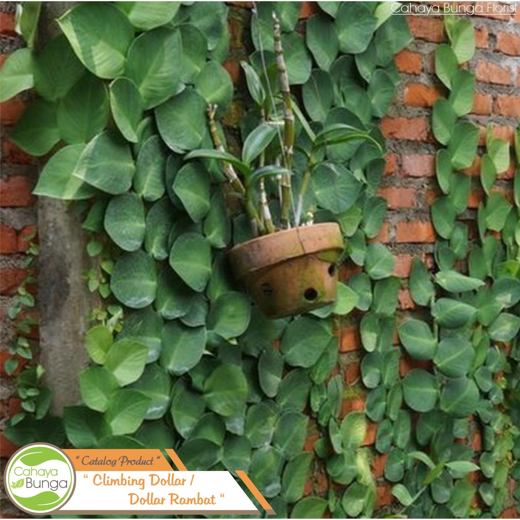 Tanaman Hias Climbing Dollar