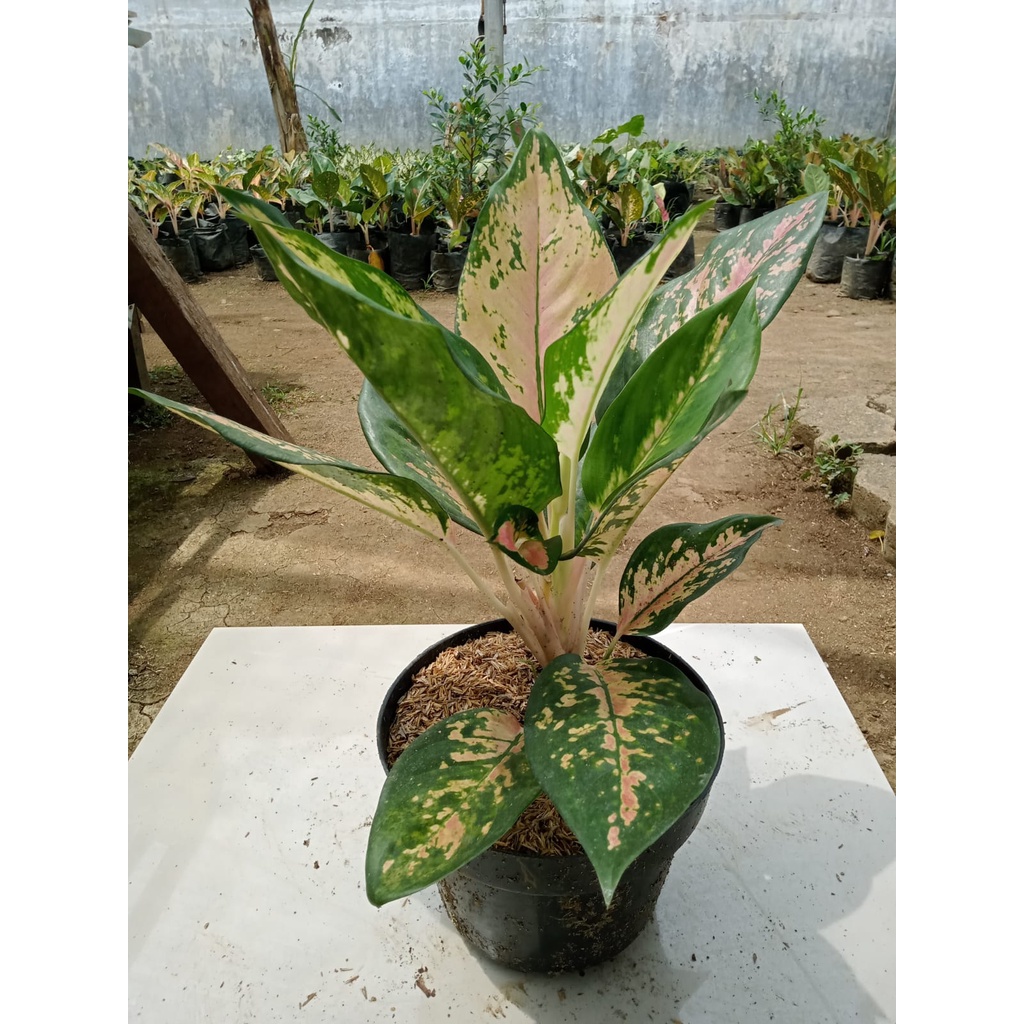 aglonema kochin batik kuning tembaga adalah tanaman hias aglaonema batik milenial