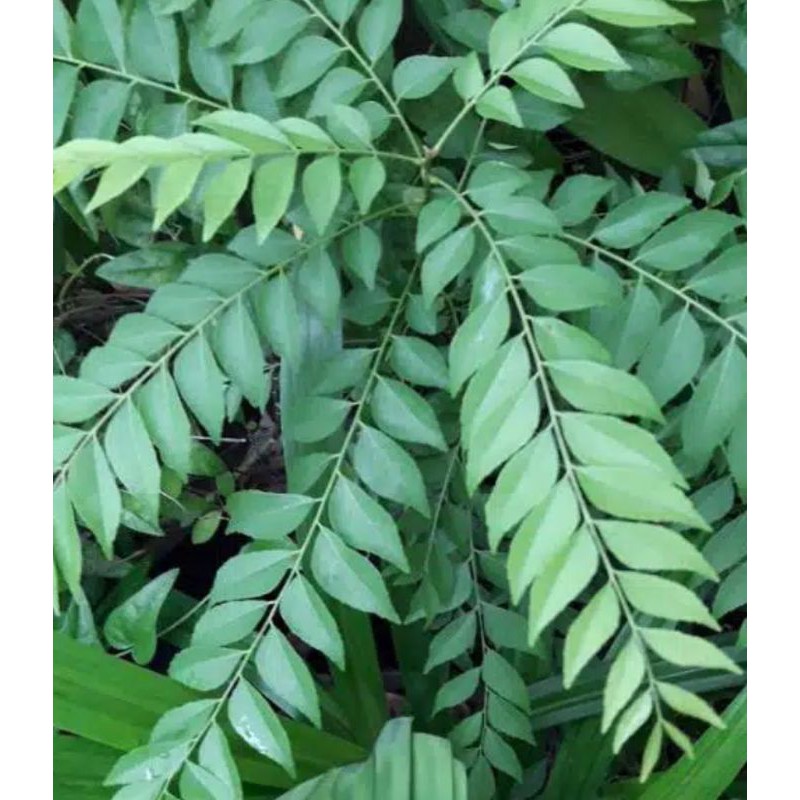 

Daun Kari / Salam Koja /ikat