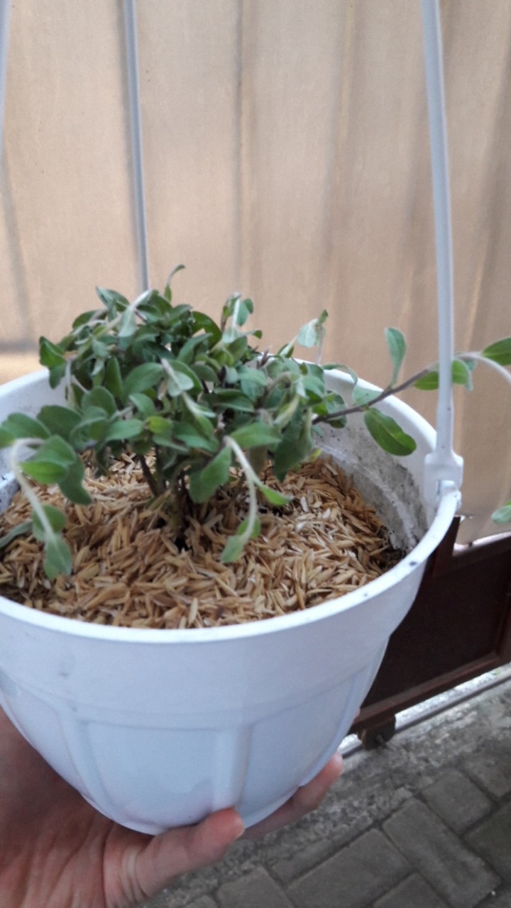 Tanaman Hias Bunga Blue Eyes Atau Baby Blue Rimbun