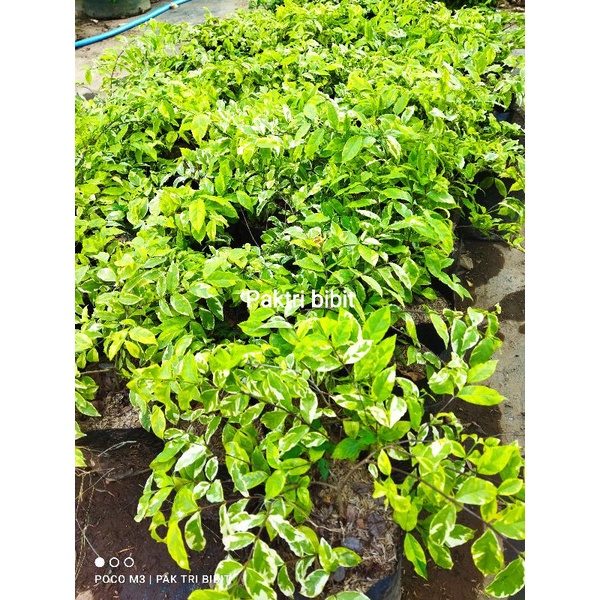 Bibit Anting Putri Varigata Superungul