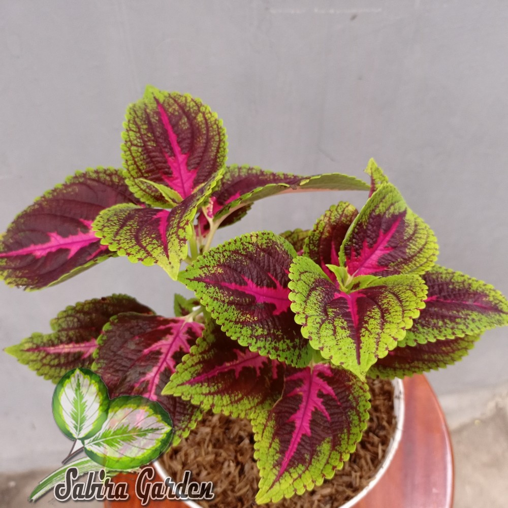 Tanaman Hias Miana lidah merah (coleus Plectranthus scutellarioides)