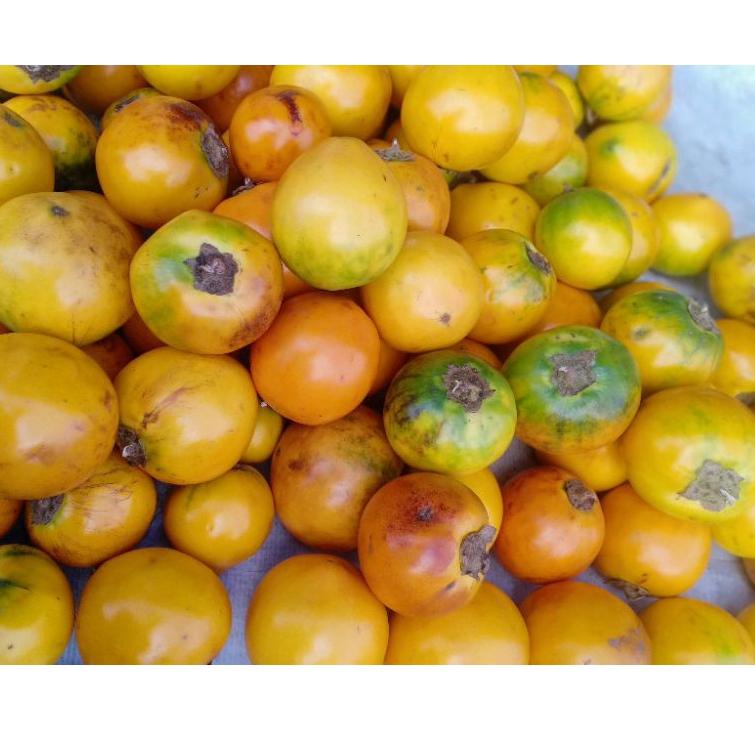 

(H-UCQ ㊛>) TERONG ASAM 1Kg||terviral