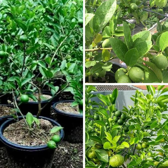 

paket limo,lemon California,nipis